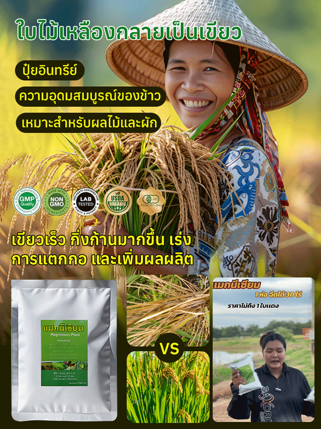 ใบไม้เหลืองกลับเขียว รักษาใบไม้เขียวด้วยการเติมปุ๋ยแมกนีเซียมอย่างรวดเร็ว