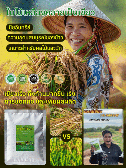 ใบไม้เหลืองกลับเขียว รักษาใบไม้เขียวด้วยการเติมปุ๋ยแมกนีเซียมอย่างรวดเร็ว