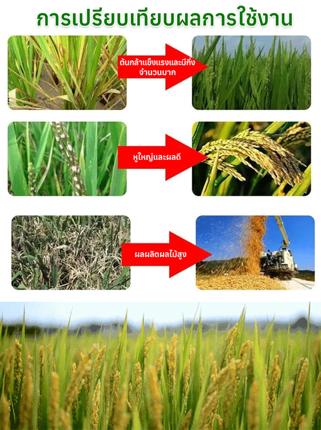 ใบไม้เหลืองกลับเขียว รักษาใบไม้เขียวด้วยการเติมปุ๋ยแมกนีเซียมอย่างรวดเร็ว