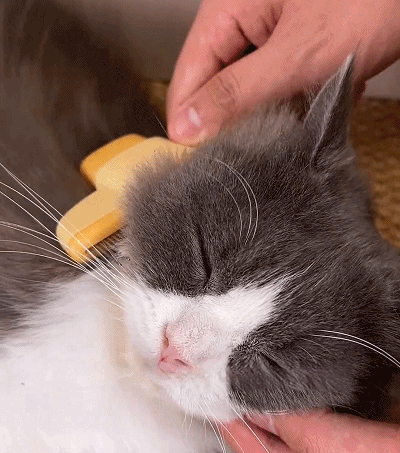 สุดยอดแปรงหวีขนสัตว์เลี้ยง หวีได้ง่ายโดยไม่ทำร้ายผิว! 