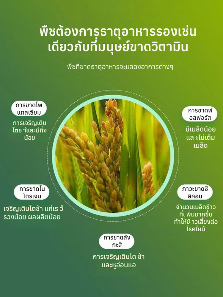 ใบไม้เหลืองกลับเขียว รักษาใบไม้เขียวด้วยการเติมปุ๋ยแมกนีเซียมอย่างรวดเร็ว