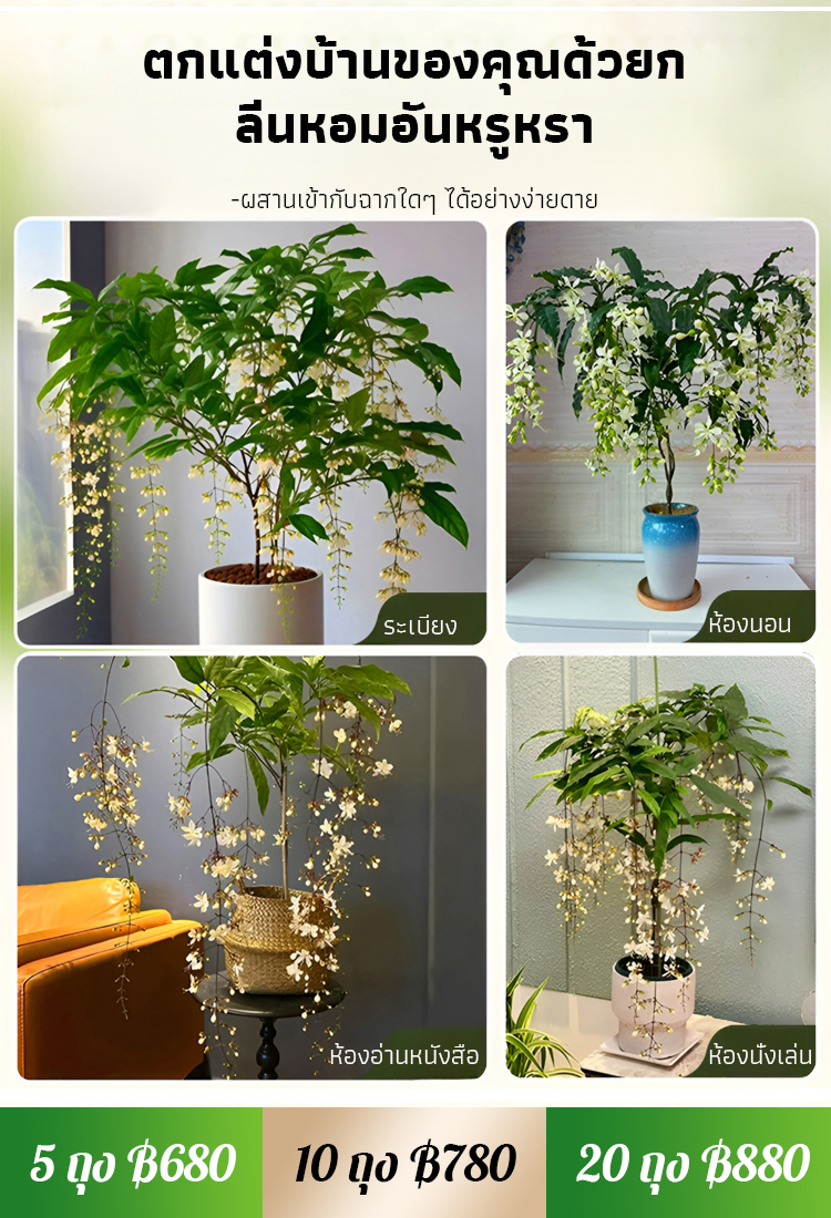 【หอมลอยสิบลี้】เมล็ดพันธุ์ดอกสร้อยสายเพชรกลิ่นหอมเข้มข้น