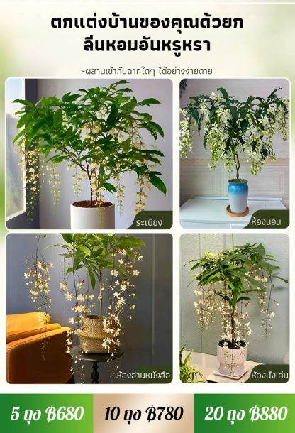 【หอมลอยสิบลี้】เมล็ดพันธุ์ดอกสร้อยสายเพชรกลิ่นหอมเข้มข้น