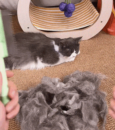 สุดยอดแปรงหวีขนสัตว์เลี้ยง หวีได้ง่ายโดยไม่ทำร้ายผิว! 