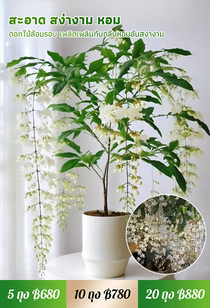 【หอมลอยสิบลี้】เมล็ดพันธุ์ดอกสร้อยสายเพชรกลิ่นหอมเข้มข้น