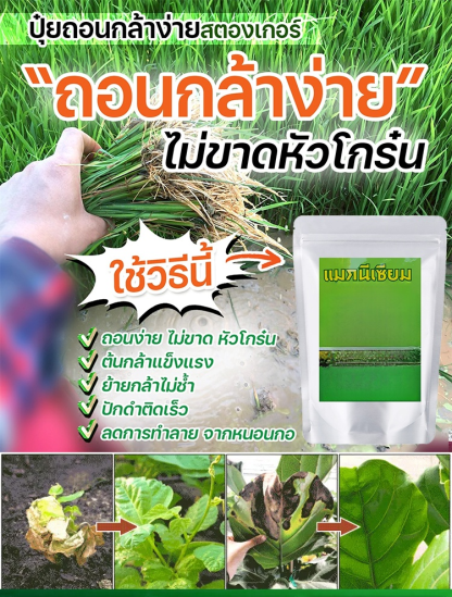 🌱 สารเร่งการเจริญเติบโตของพืชอเนกประสงค์แบบออร์แกนิค | ส่งเสริมการพัฒนาของรากและปรับปรุงสุขภาพดิน 🔬