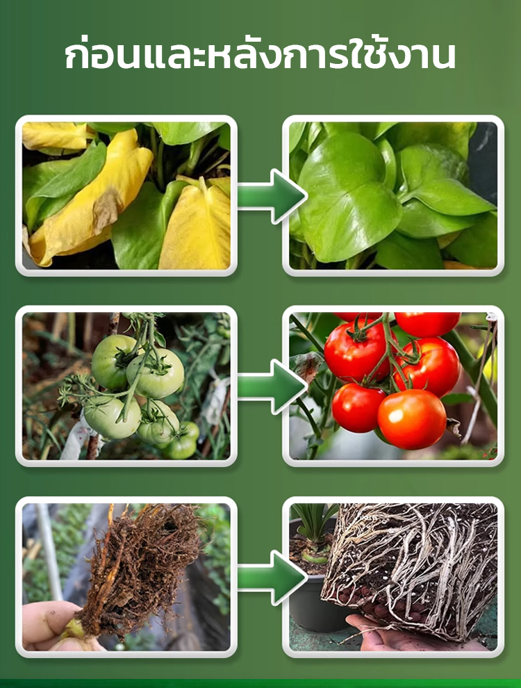 🌱 สารเร่งการเจริญเติบโตของพืชอเนกประสงค์แบบออร์แกนิค | ส่งเสริมการพัฒนาของรากและปรับปรุงสุขภาพดิน 🔬