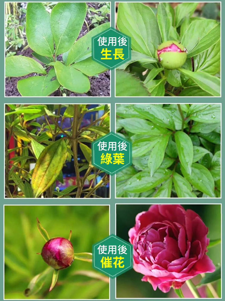 植物高效生長微生物複合肥👍養護花草好幫手