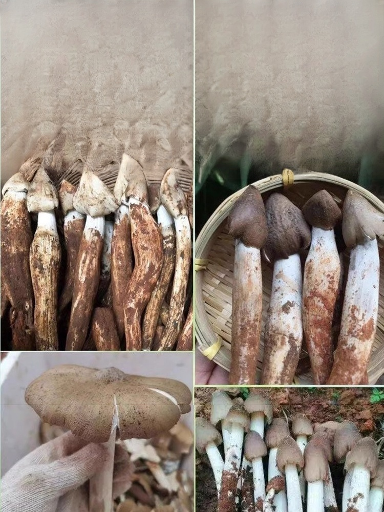 Authentic Termitomyces Mushroom Strain 🌱 Includes cultivation instructions, even beginners can easily cultivate them