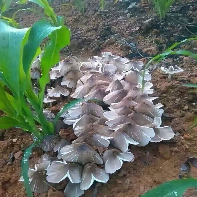 Authentic Termitomyces Mushroom Strain 🌱 Includes cultivation instructions, even beginners can easily cultivate them