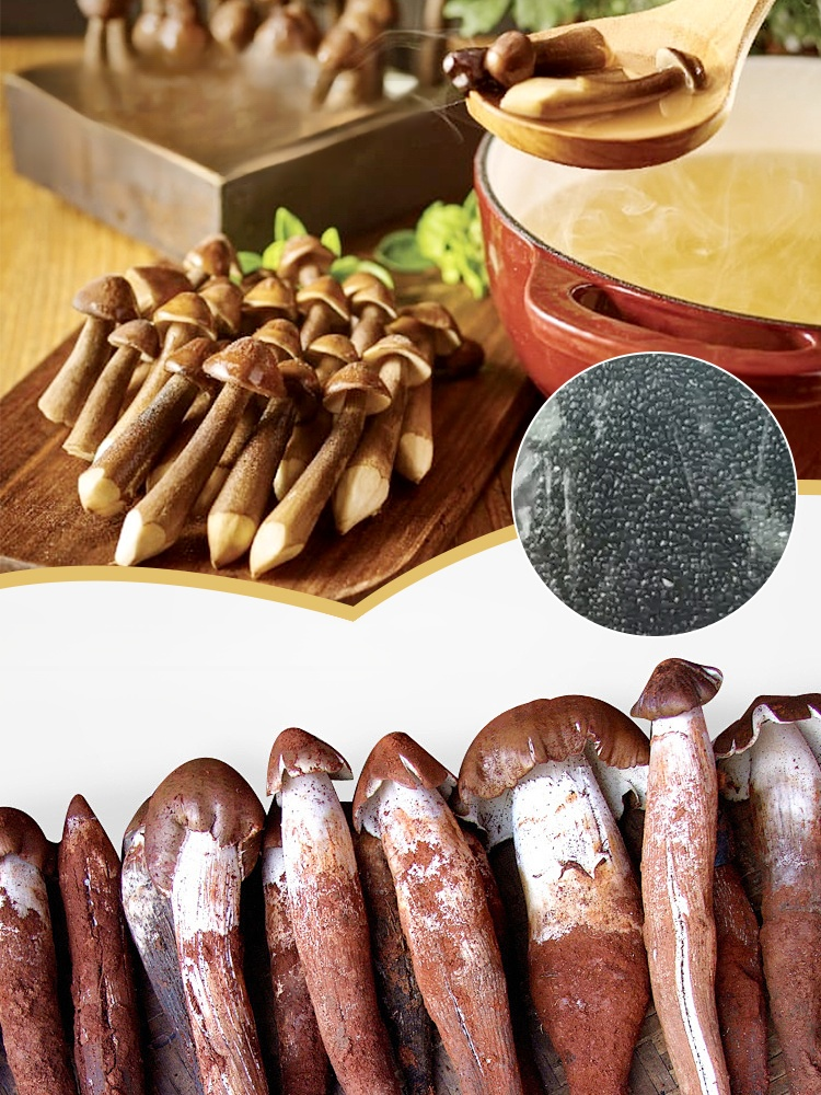 Authentic Termitomyces Mushroom Strain 🌱 Includes cultivation instructions, even beginners can easily cultivate them