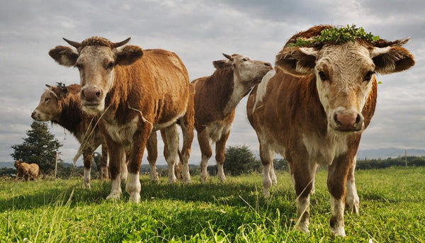 DEEPKEE original nubuck handmade full-grain genuine leather cowhide bag DEEPKEE LEATHER | Sheridan Style Duffle Bag No.30009-5