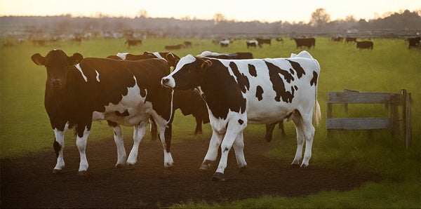 DEEPKEE original nubuck handmade full-grain genuine leather cowhide bag DEEPKEE HANDMADE | ADOLF LEATHER DUFFLE No.1188-1