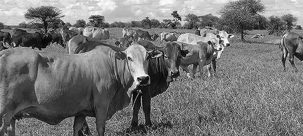 DEEPKEE original nubuck handmade full-grain genuine leather cowhide bag DEEPKEE Handmade Leather Trifold Key Wallet #KZ230