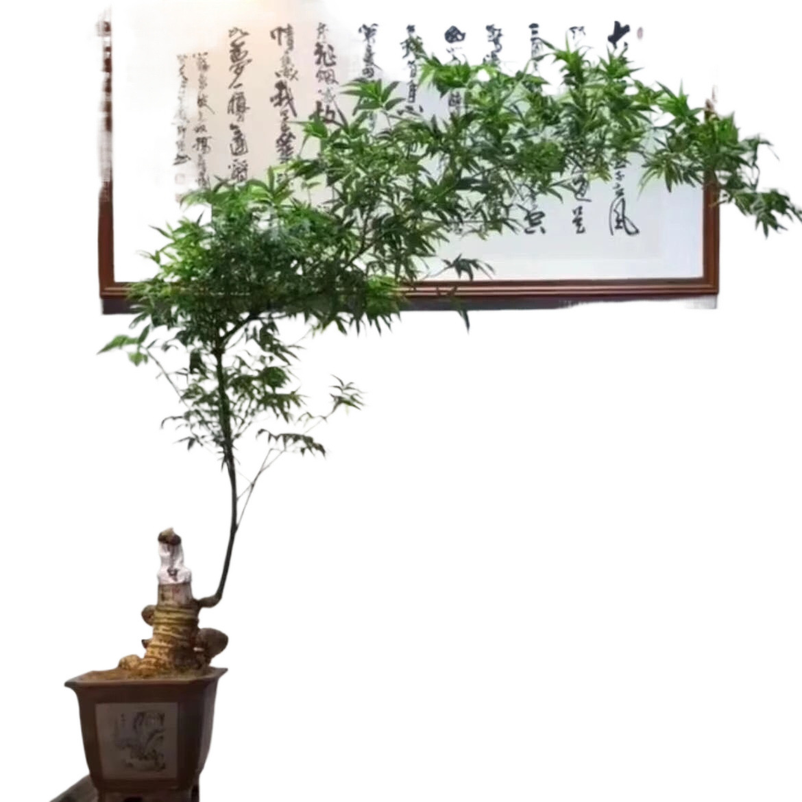 小葉竹屋内オフィスデスクトップ緑の植物の花は成長しやすく、維持しやすいリビングルームの怠惰な小さな鉢植え植物