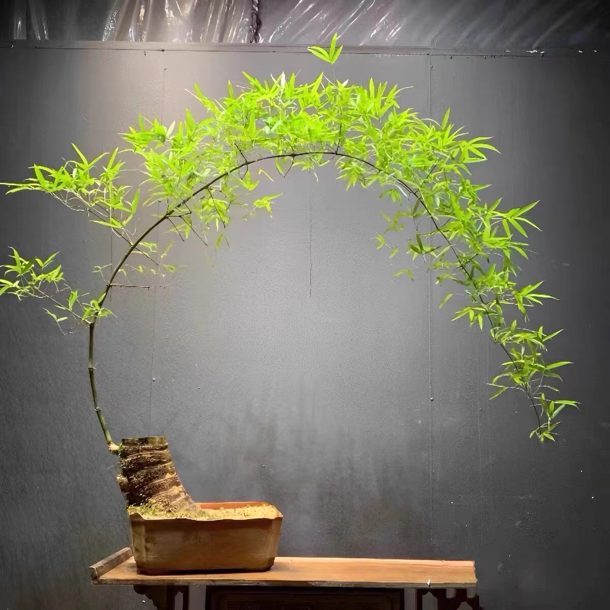 小葉竹屋内オフィスデスクトップ緑の植物の花は成長しやすく、維持しやすいリビングルームの怠惰な小さな鉢植え植物