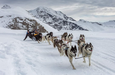 【法国】阿尔卑斯狗拉雪橇｜休闲活动