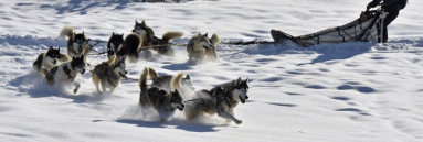 【法国】阿尔卑斯狗拉雪橇｜休闲活动