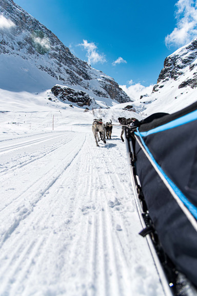【法国】阿尔卑斯狗拉雪橇｜休闲活动