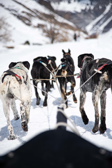 【法国】阿尔卑斯狗拉雪橇｜休闲活动