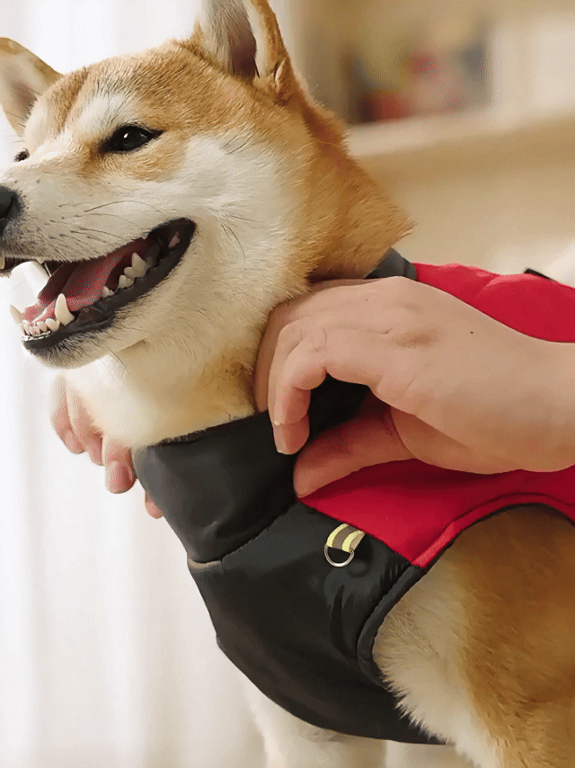 Mzz Outdoor®寵物戶外衝鋒衣 狗狗衝鋒衣