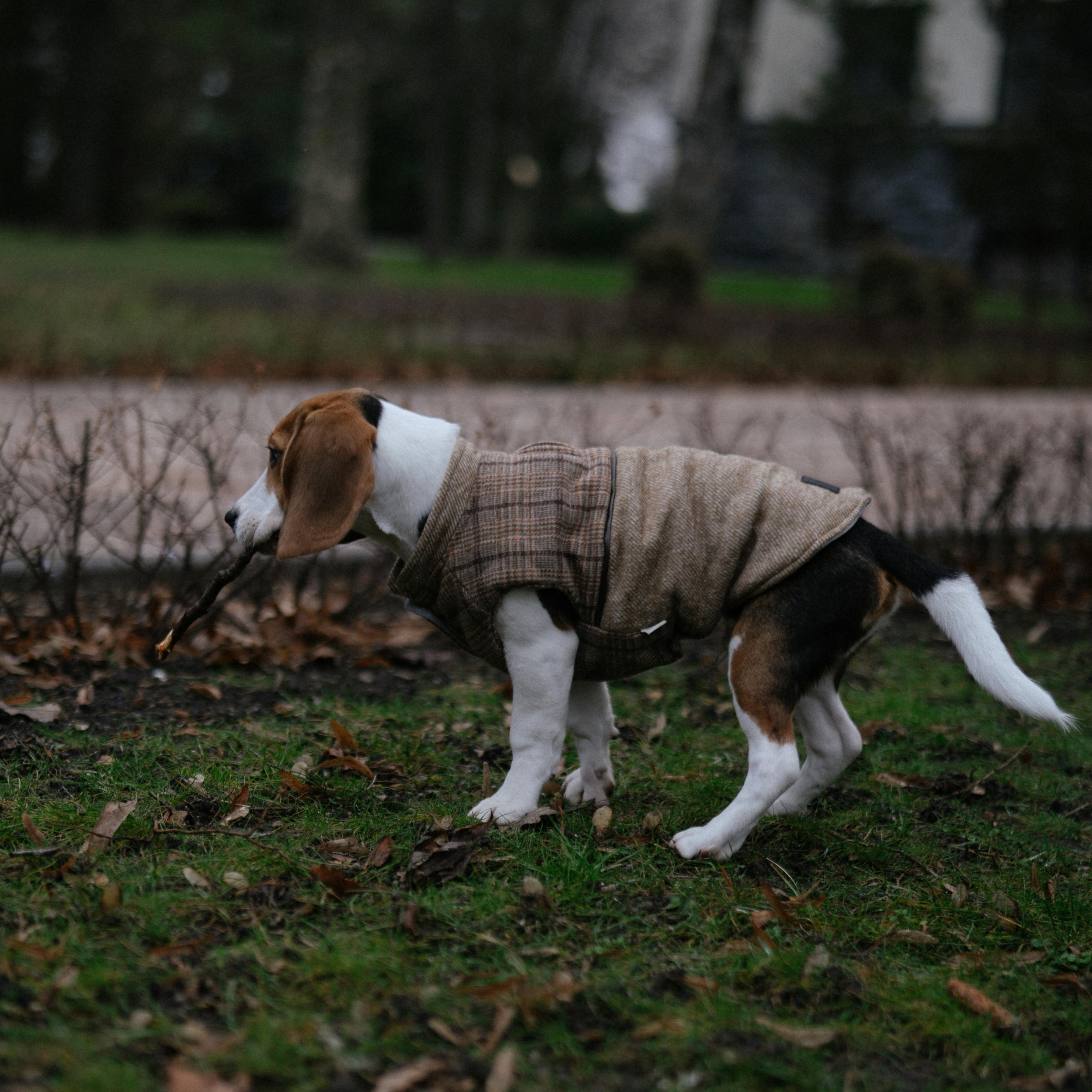 寵物衣服 寵物外出穿搭 遛狗