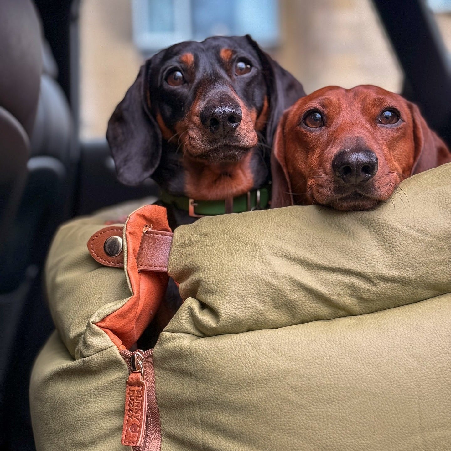 犬用品安全設計細節，守護狗狗日常使用的每一刻