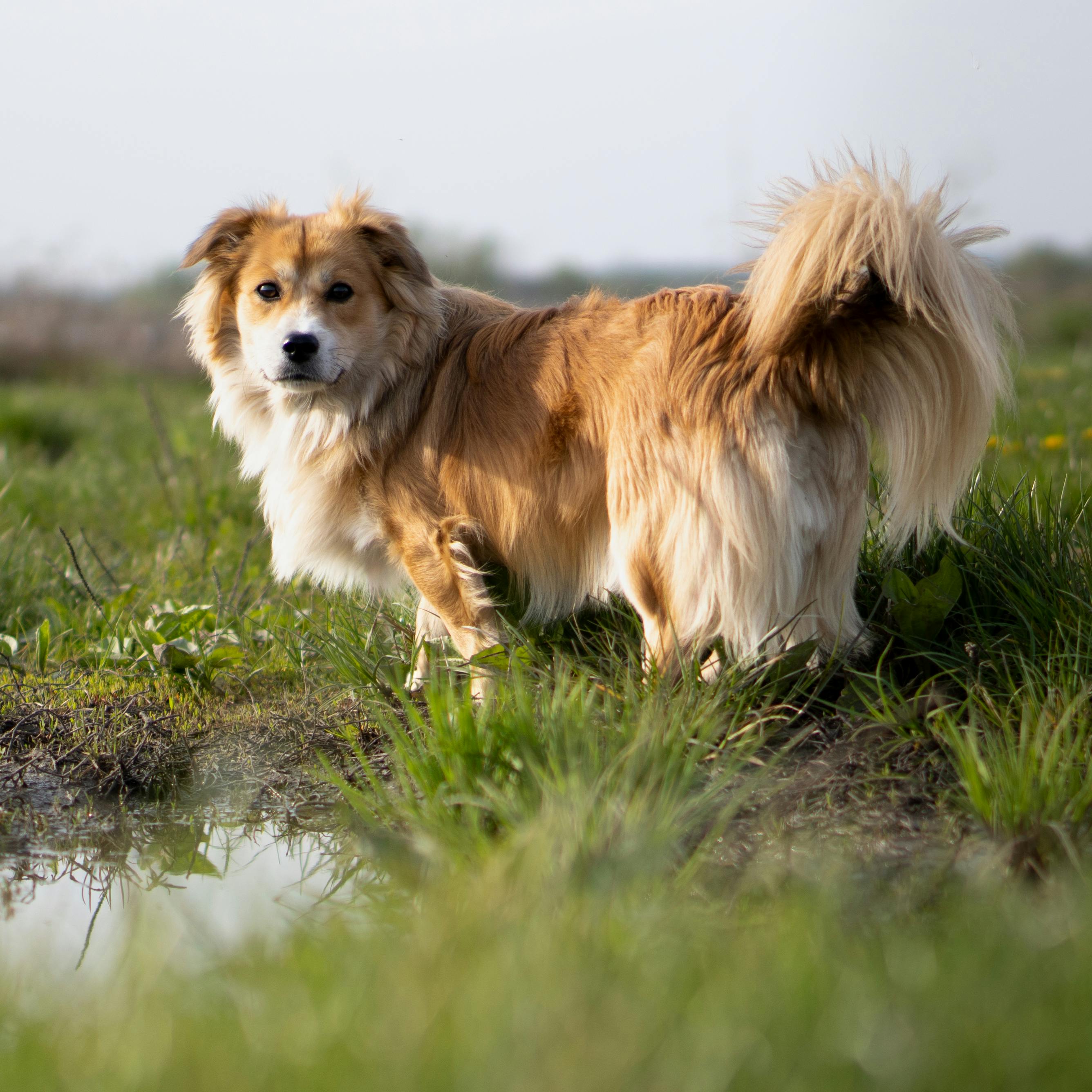 萌爪爪品牌故事，專注高品質犬用品與毛孩生活品質