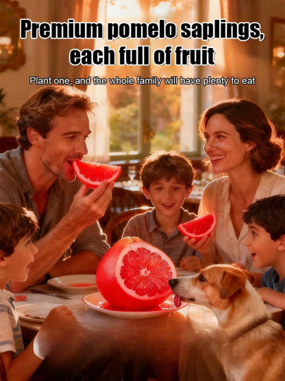 Siam Perfume Red Pomelo from Thailand【Rejuvenating & Lowering Blood Pressure】