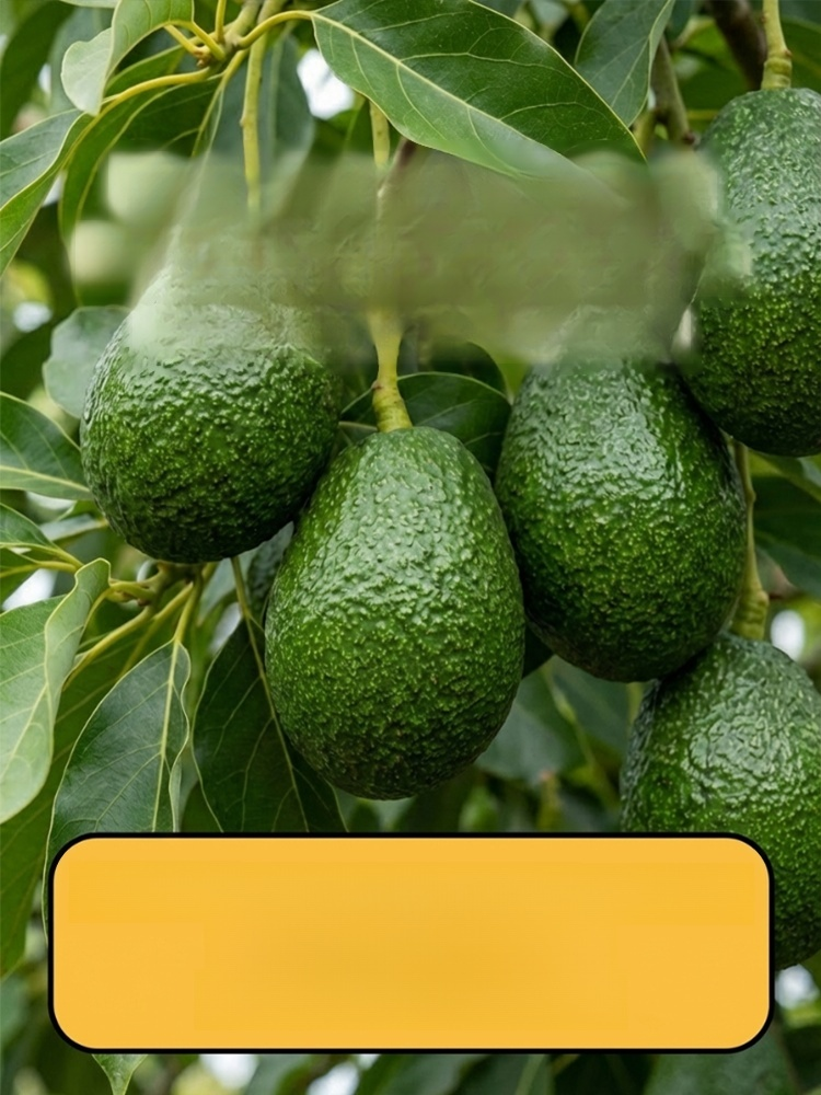 Variety Mexican Avocado Sapling (Fruits in First Year)