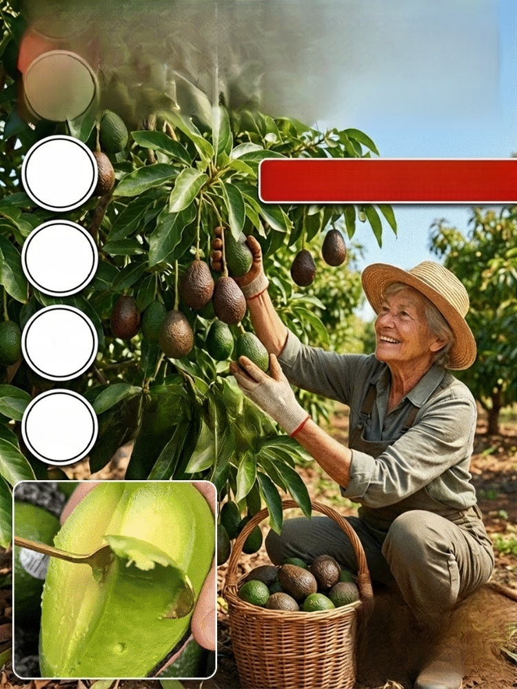 Variety Mexican Avocado Sapling (Fruits in First Year)