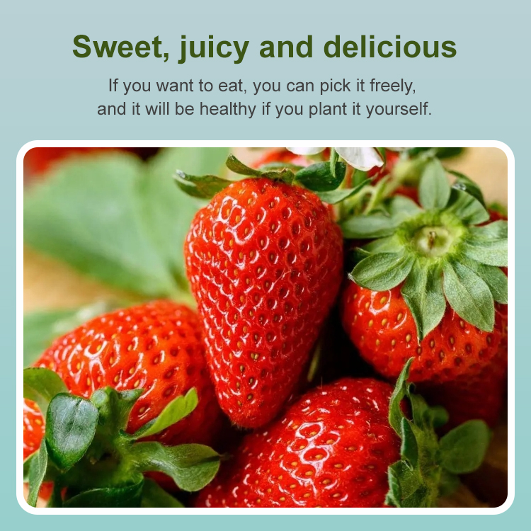 Cream Strawberry Seeds