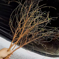 Water Blossom Dry Branch Snow Willow