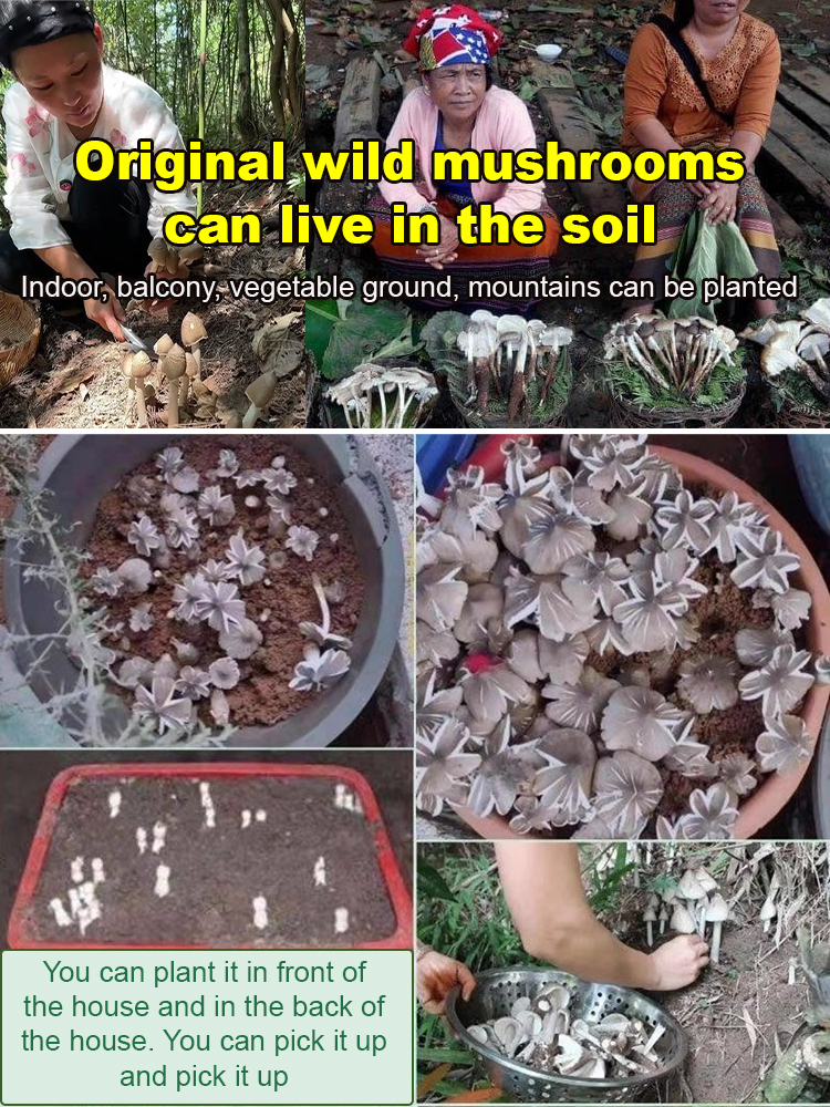 Authentic Termitomyces Mushroom Strain