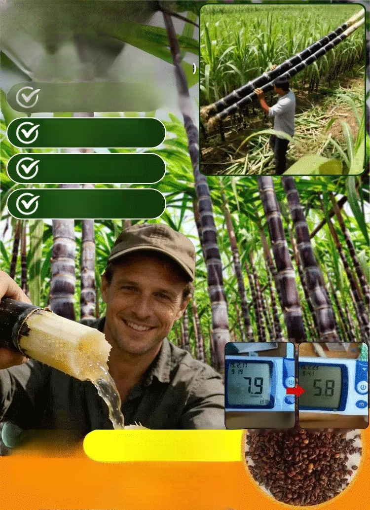 【Cuban Import】Natural Energy Bar Giant Sugarcane Seeds