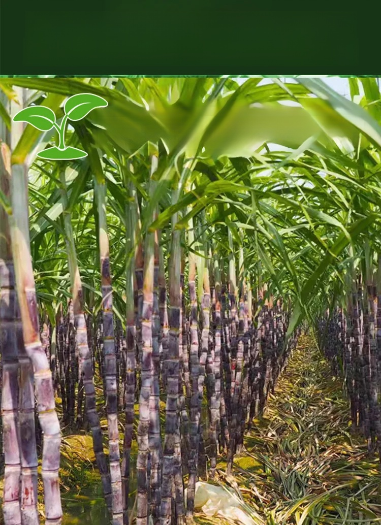 【Cuban Import】Natural Energy Bar Giant Sugarcane Seeds