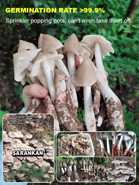 Authentic Termitomyces Mushroom Strain