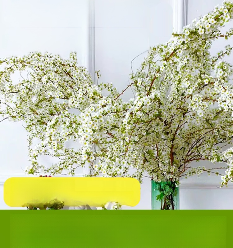 Water Blossom Dry Branch Snow Willow