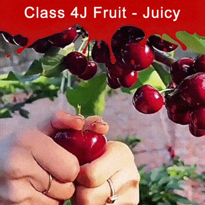 Fully Imported Chilean Chelsea Seeds