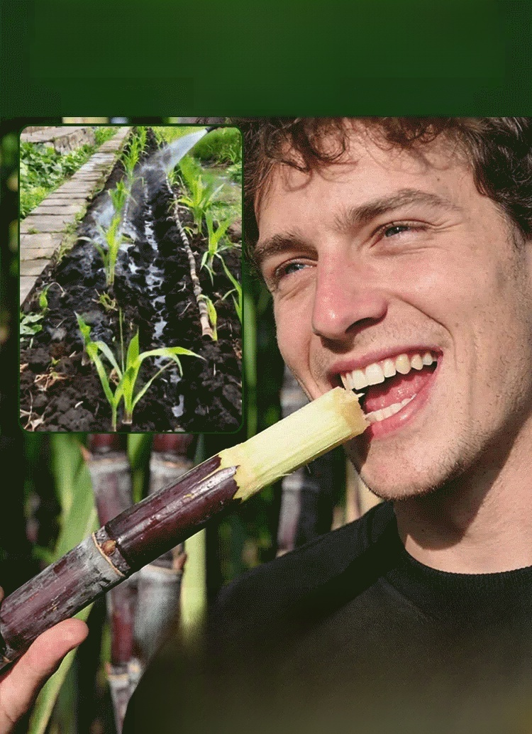 【Cuban Import】Natural Energy Bar Giant Sugarcane Seeds