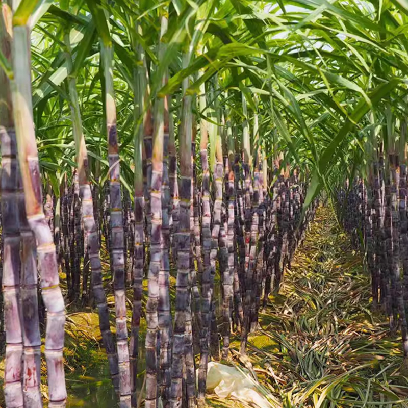 【Cuban Import】Natural Energy Bar Giant Sugarcane Seeds