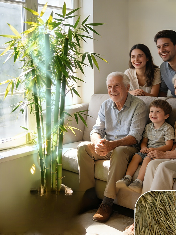 Cold-Resistant and Drought-Tolerant Green Bamboo Seeds for Air Purification