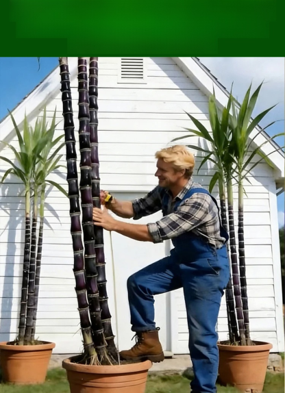 【Cuban Import】Natural Energy Bar Giant Sugarcane Seeds