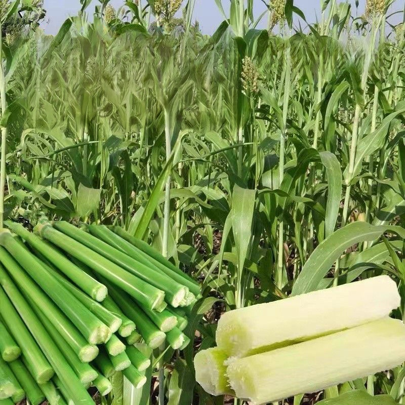 【Cuban Import】Natural Energy Bar Giant Sugarcane Seeds