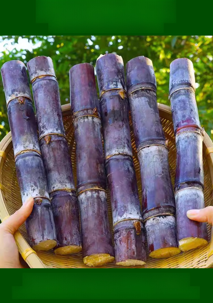 【Cuban Import】Natural Energy Bar Giant Sugarcane Seeds