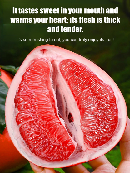 Siam Perfume Red Pomelo from Thailand【Rejuvenating & Lowering Blood Pressure】