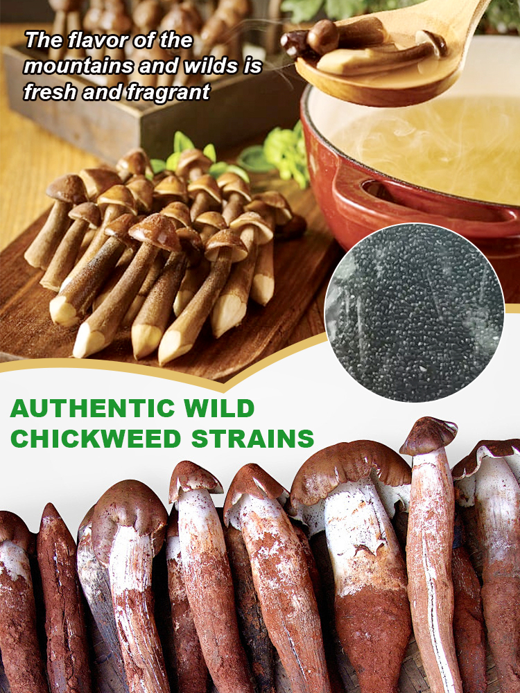 Authentic Termitomyces Mushroom Strain