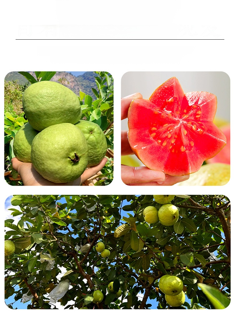 Soft and sweet red guava seeds