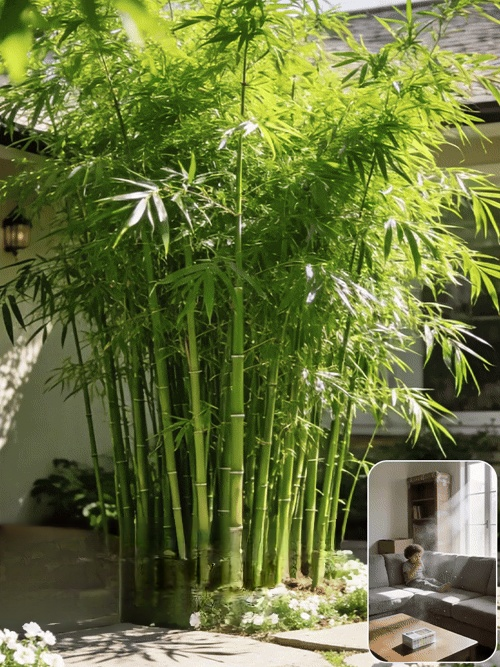 Cold-Resistant and Drought-Tolerant Green Bamboo Seeds for Air Purification