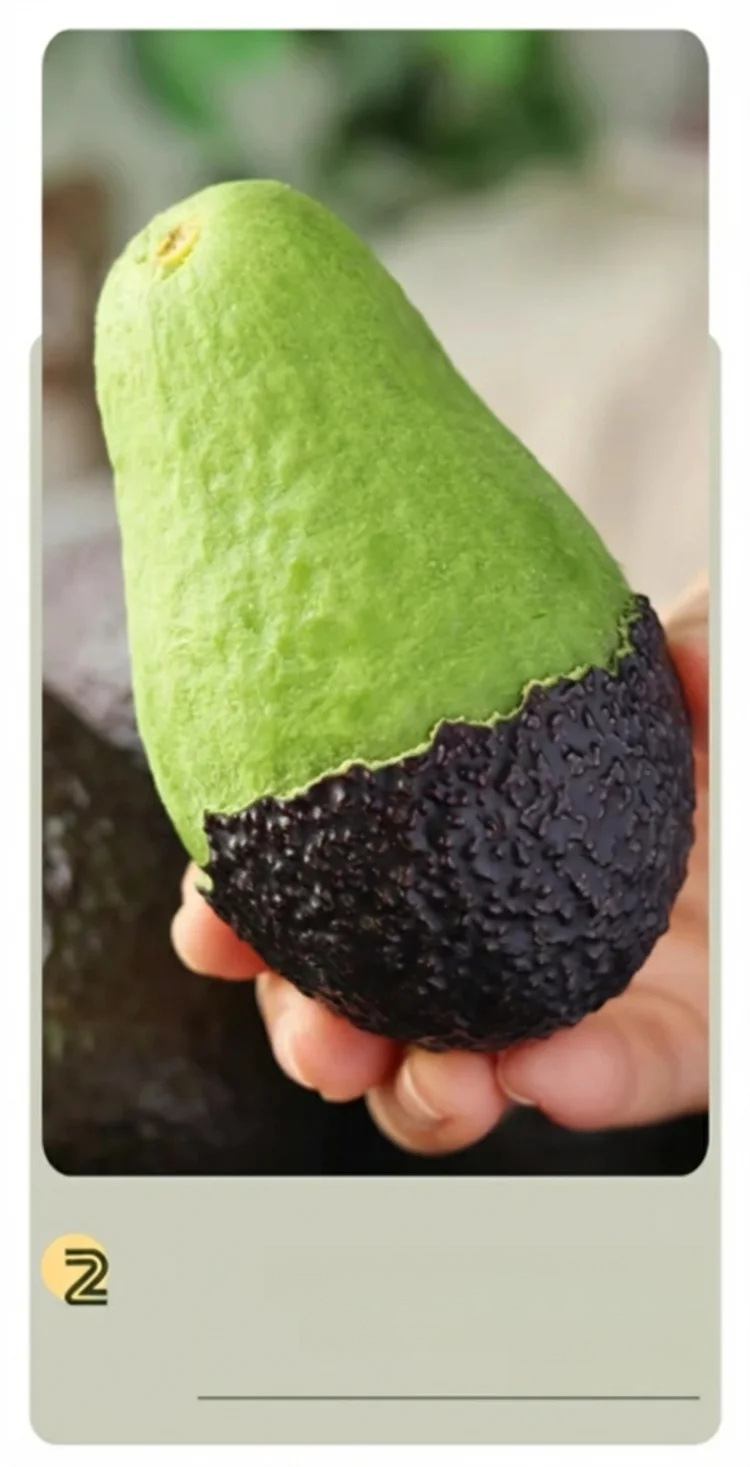 Variety Mexican Avocado Sapling (Fruits in First Year)